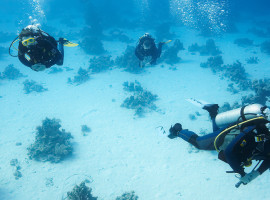 assets/images/activities/abenteuer-tauchen-mannheim/1280_0000_Fotolia_35297670_Subscription_XXL-270x200x90.jpg