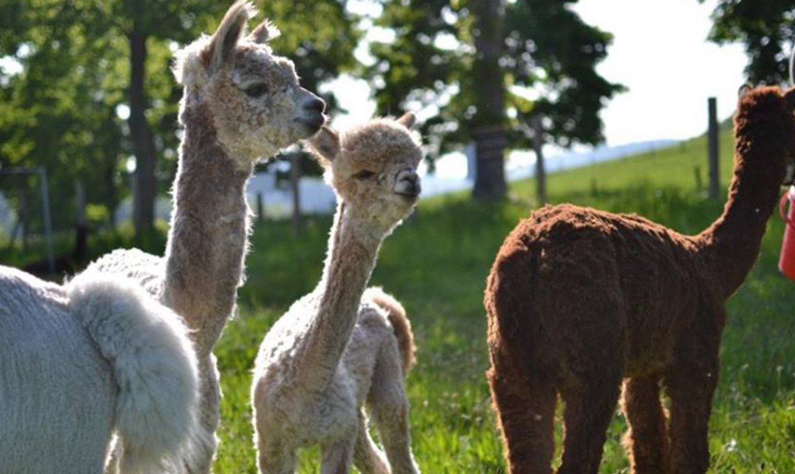 assets/images/activities/arnsberg-alpaka-wandern/1280_0002_1489332742-6-1150x686x90.jpg