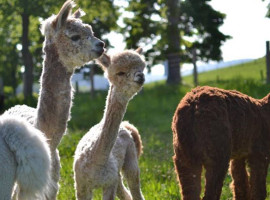 assets/images/activities/arnsberg-alpaka-wandern/1280_0002_1489332742-6-270x200x90.jpg