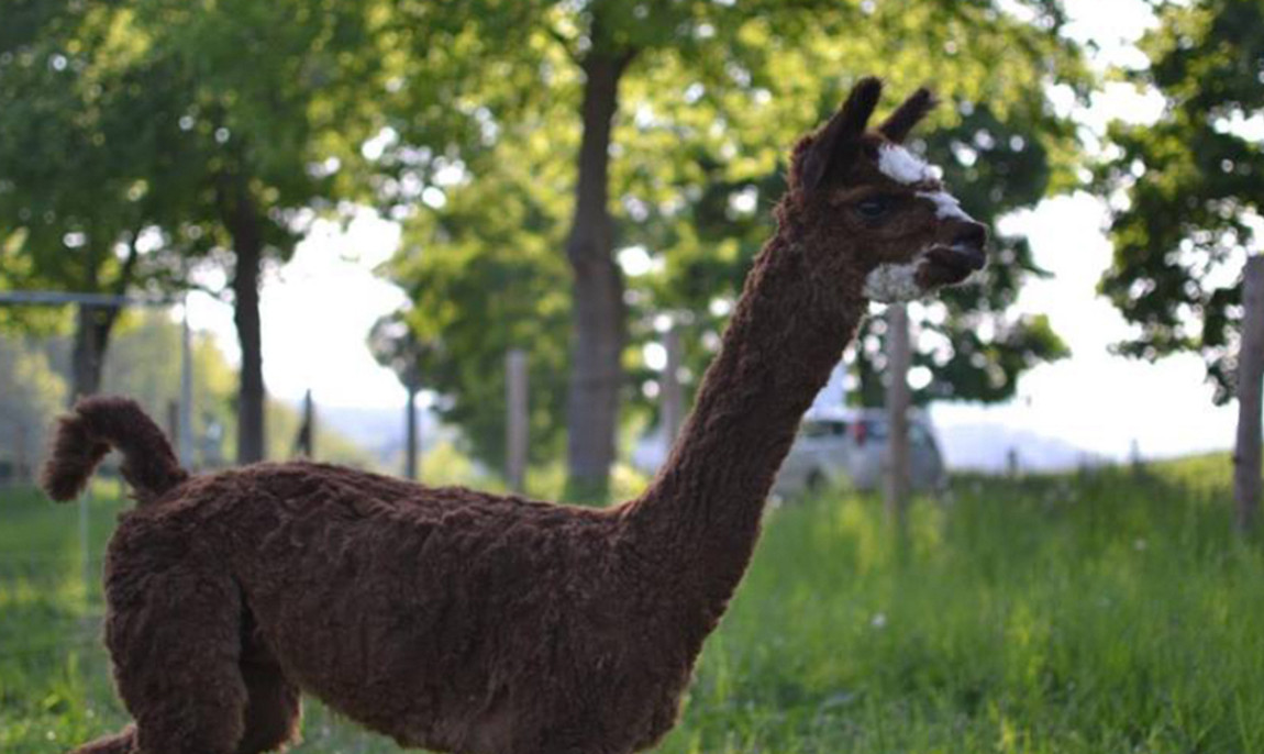 assets/images/activities/arnsberg-alpaka-wandern/1280_0004_1489332742-4-1150x686x90.jpg