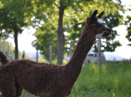 assets/images/activities/arnsberg-alpaka-wandern/1280_0004_1489332742-4-270x200x90.jpg