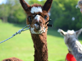 assets/images/activities/arnsberg-alpaka-wandern/1280_0005_1489332742-3-270x200x90.jpg