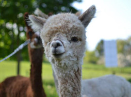 assets/images/activities/arnsberg-alpaka-wandern/1280_0006_1489332742-2-270x200x90.jpg