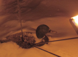 assets/images/activities/bogenschiessen-mittenwald/1280_0001_februar-270x200x90.jpg