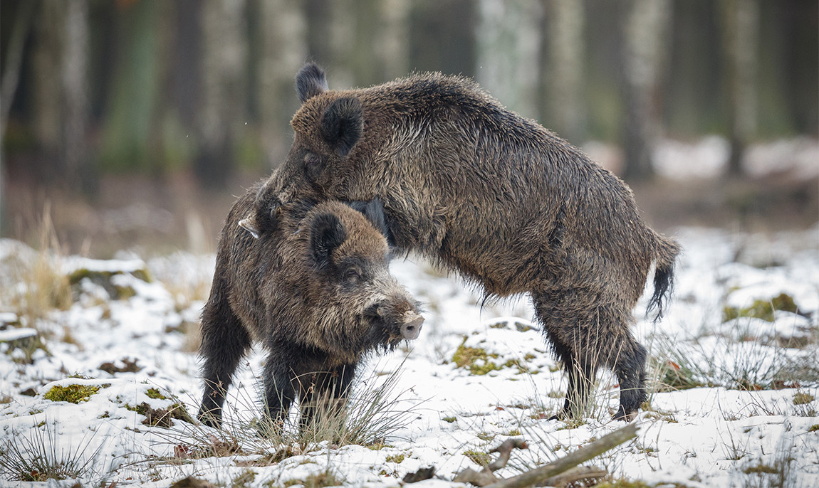 assets/images/activities/burg-wildbeobachtung-fuer-zwei/wild-7-1150x686x90.jpg