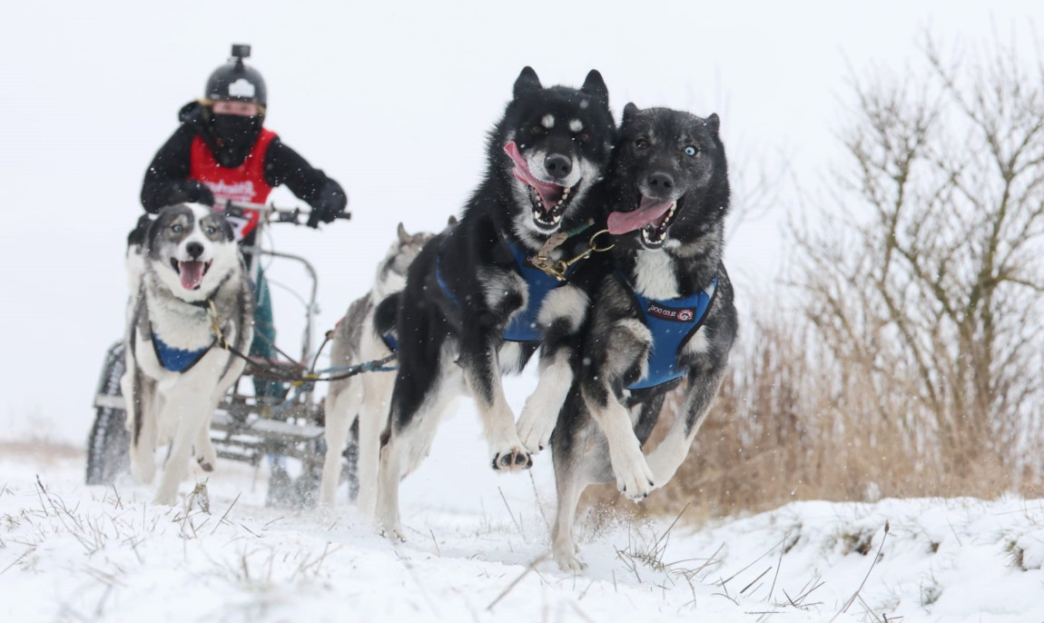 assets/images/activities/duelmen-15-std-husky-schlittenfahrt/Foto_3_Wissing-1150x686x90.jpg