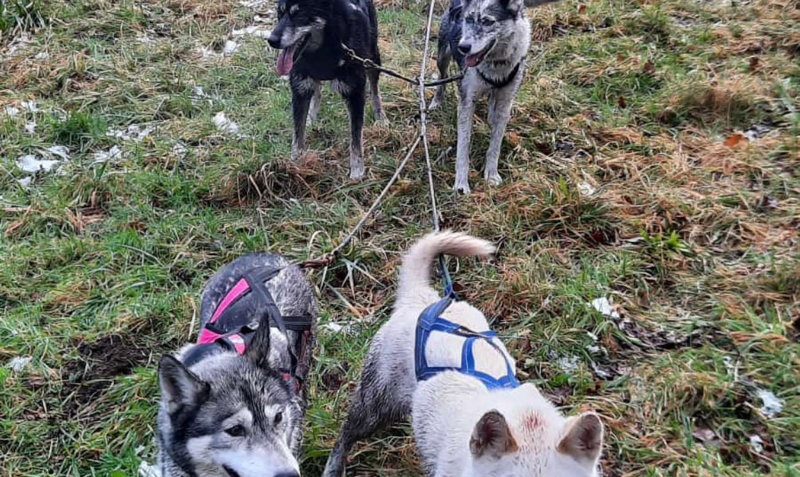 assets/images/activities/duelmen-2-std-husky-trekking/4.1-1150x686x90.jpg