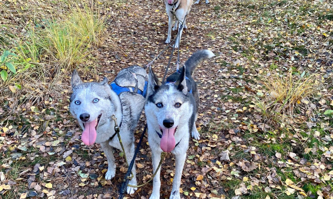 assets/images/activities/duelmen-husky-training-mit-eigenem-husky/1000224348-1150x686x90.jpg