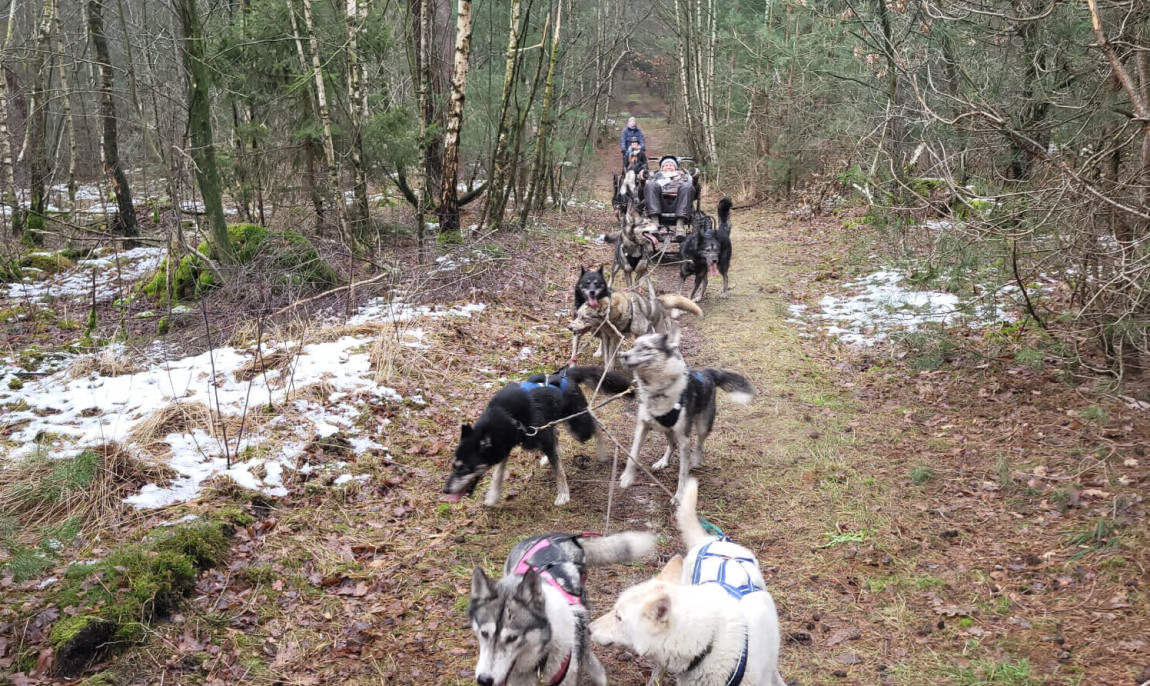 assets/images/activities/duelmen-husky-training/1000226900-1150x686x90.jpg