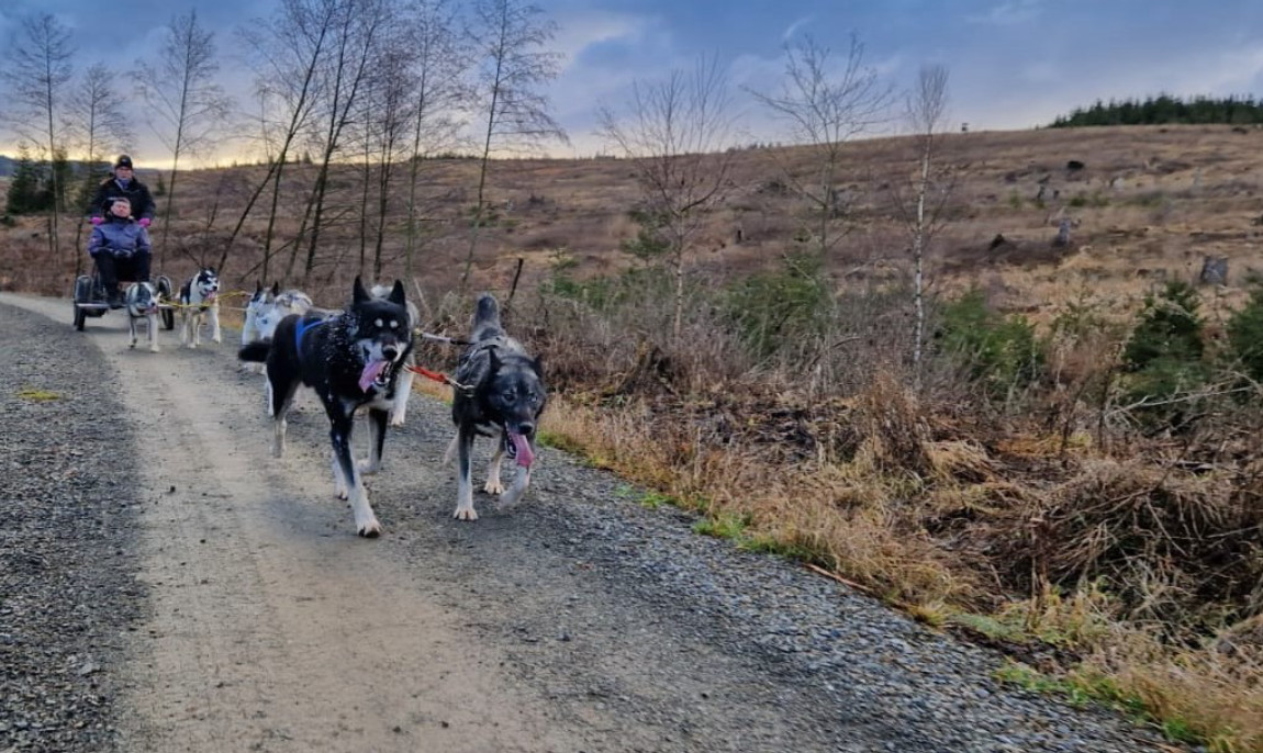assets/images/activities/duelmen-husky-trekking/1000226904-1150x686x90.jpg
