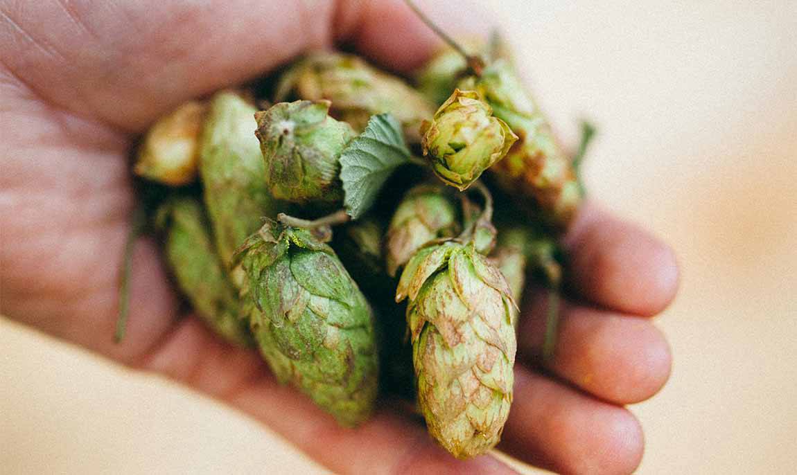 assets/images/activities/egestorf-65-std-braukurs/Bier-7-1150x686x90.jpg