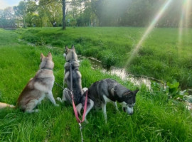 assets/images/activities/essen-2-std-husky-trekking/trekking2_005-270x200x90.jpg