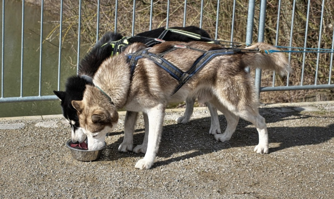 assets/images/activities/essen-husky-schnuppertour/Rasch%20Extra-1150x686x90.jpg