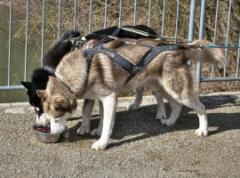 assets/images/activities/essen-husky-schnuppertour/Rasch%20Extra-270x200x90.jpg