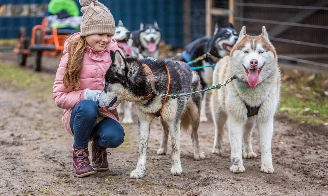 assets/images/activities/fuerstenberg-2-std-huskyfahrt-fuer-erwachsene/HuskyWanderung_3E7A1589_color-1150x686x90.jpg