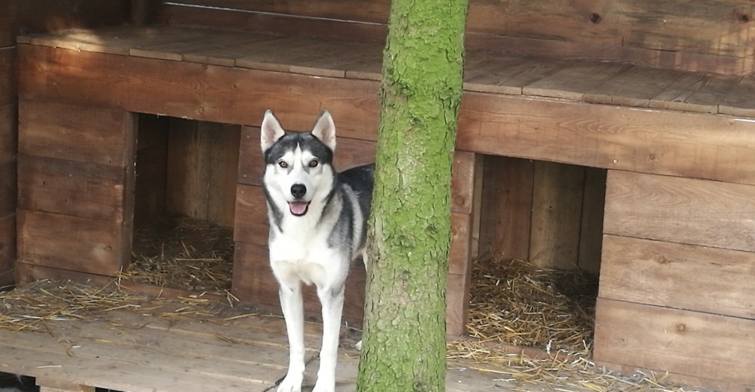 Action Goch Action Goch