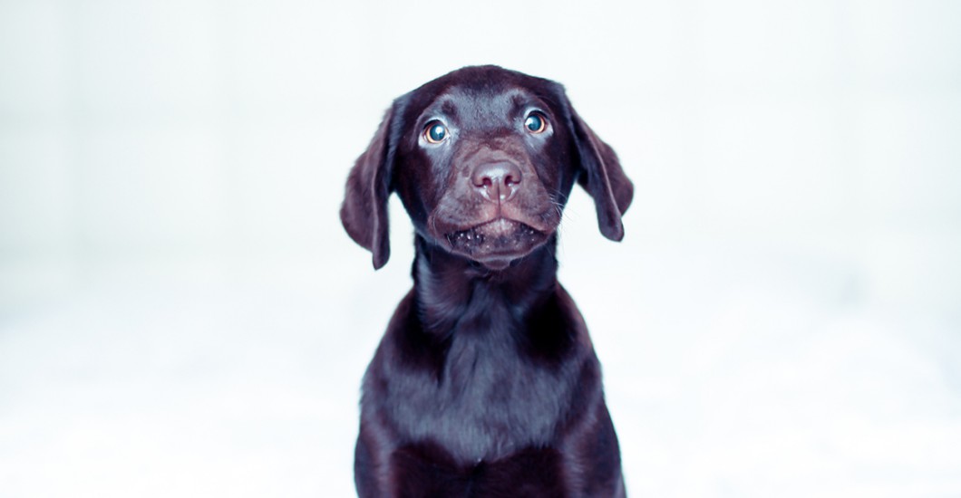 Hunde Fotoshooting in Hamburg