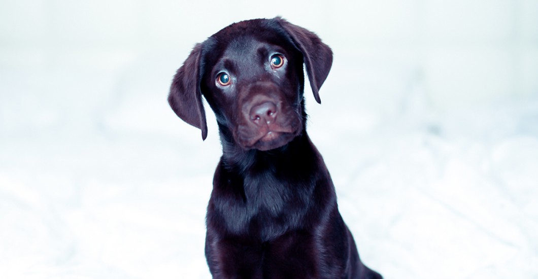 Hunde Fotoshooting in Hamburg