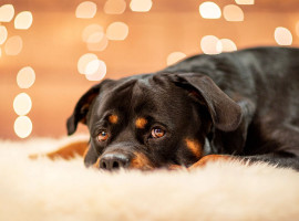 assets/images/activities/hunde-fotoshooting-essen/tier-foto-kli-8-270x200x90.jpg