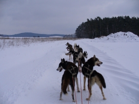 Husky-Race-Workshop in Stulln, Raum Regensburg in Bayern