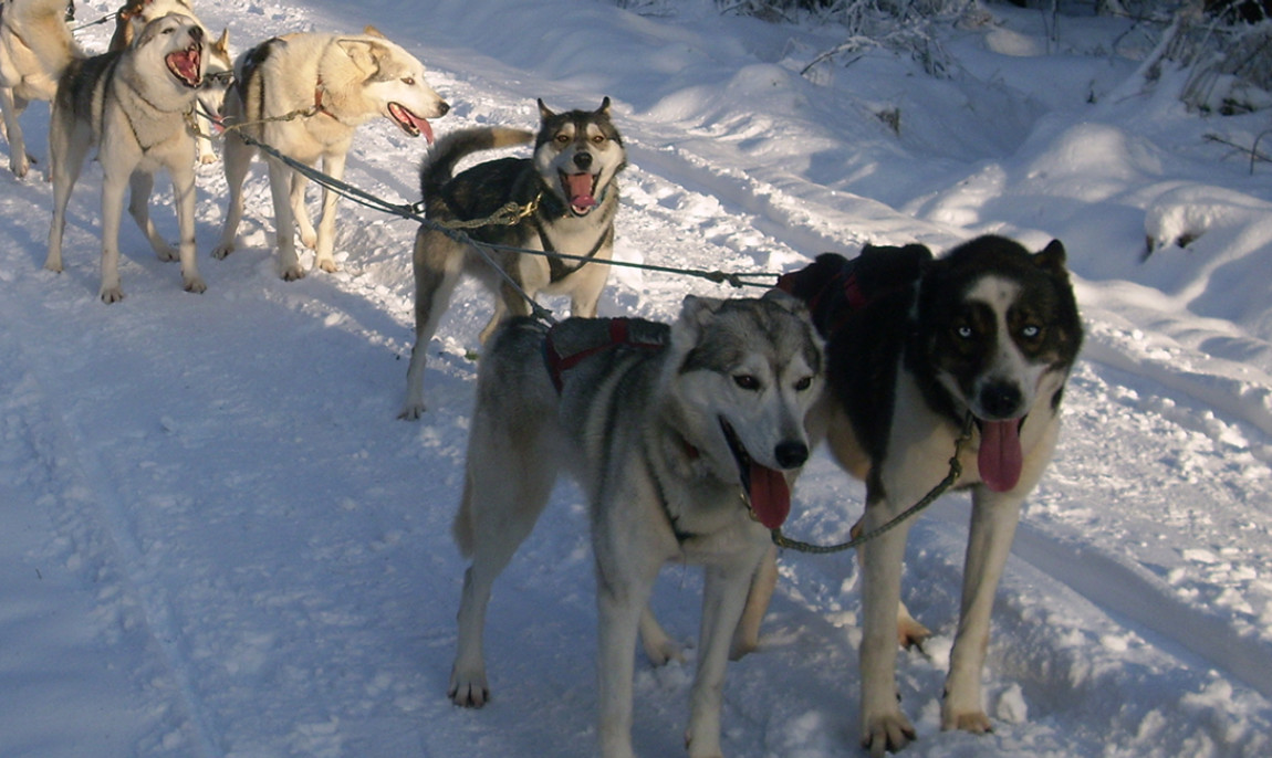 assets/images/activities/huskywanderung-in-brunnhartshausen-raum-erfurt-in-thueringen/1280_0007_JD800413-1150x686x90.jpg