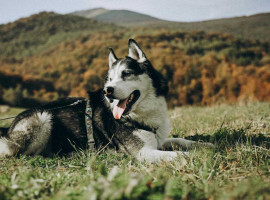 2 Std. Huskys kuscheln für 1-5 Personen in Karlsruhe-Neureut
