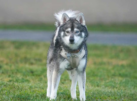 assets/images/activities/karlsruhe-neureut-2-std-huskys-kuscheln-fuer-15-personen/husky-4-270x200x90.jpg