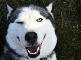 1,5 Std. Huskys kuscheln für 1-5 Personen in Karlsruhe-Neureut