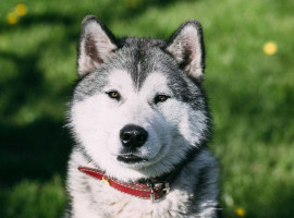 2 Std. Husky-Wanderung in Karlsruhe-Neureut