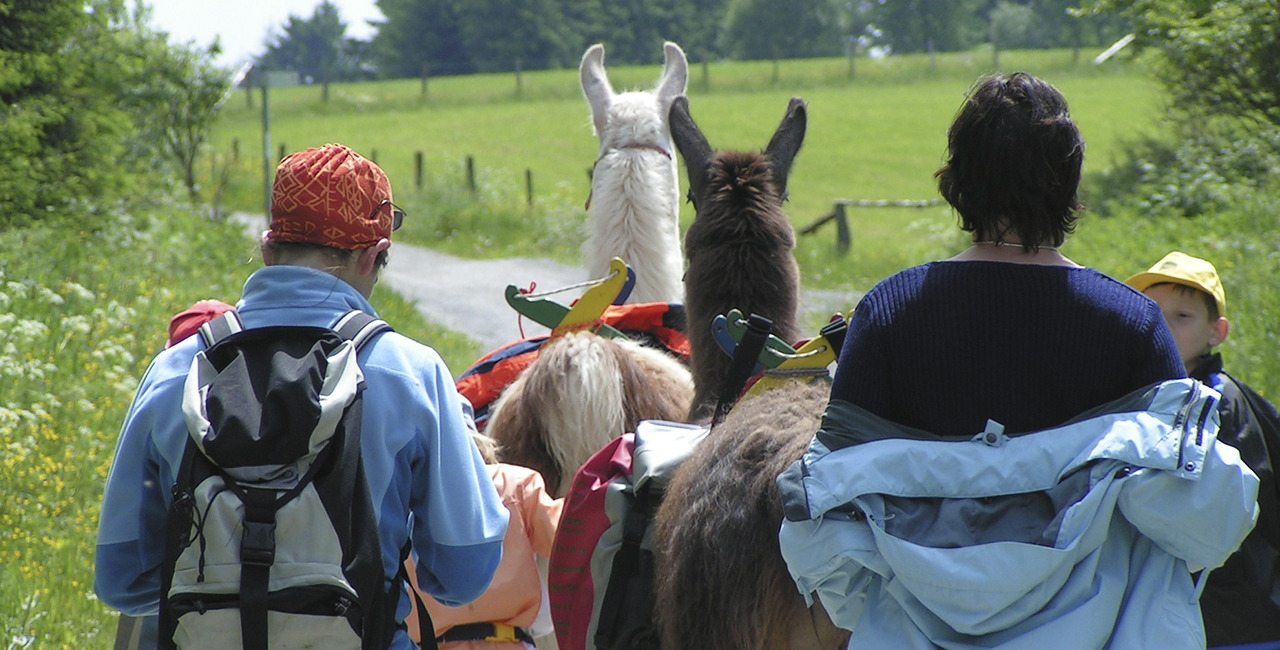 Lamatrekking mit uns erleben. Lama Trekking ein witziges Abenteuer