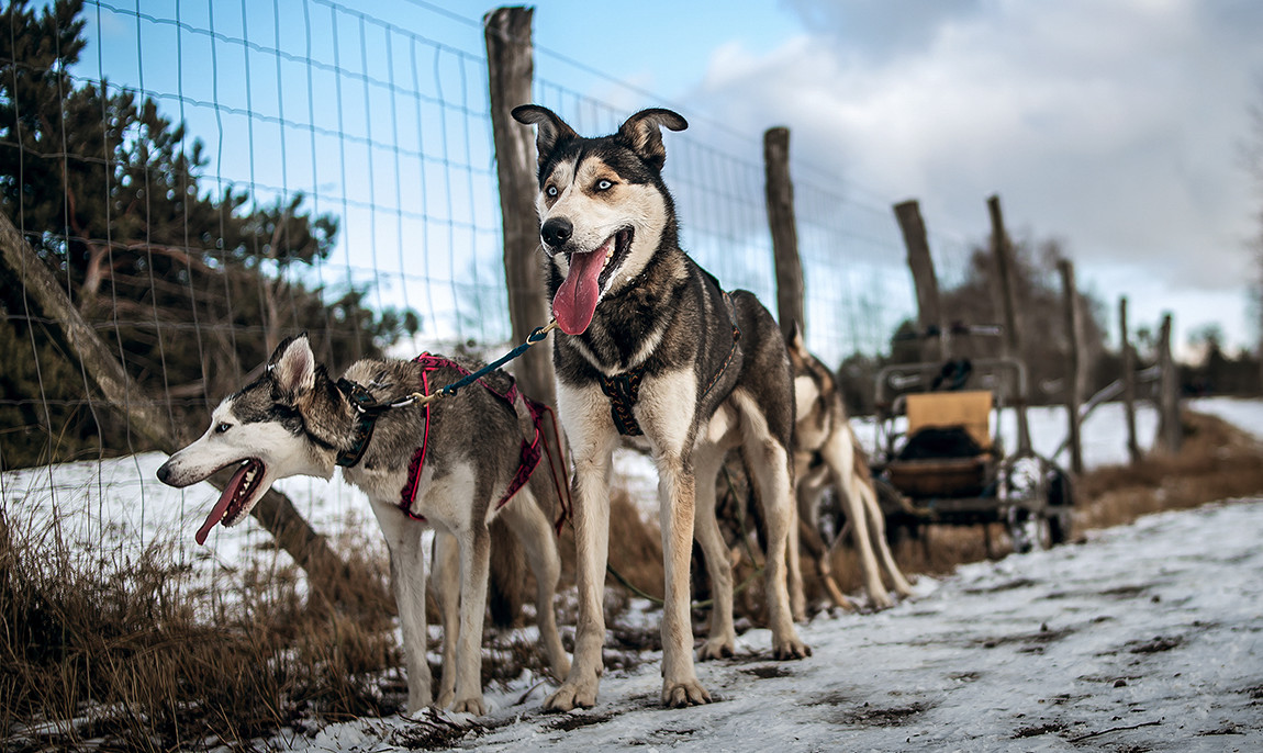 assets/images/activities/lauchhammer-husky-fahrt/bear__0021_Leithunde%20des%20Schlittenhundegespann%20-%20Scho%CC%88nower%20Heide-1150x686x90.jpg