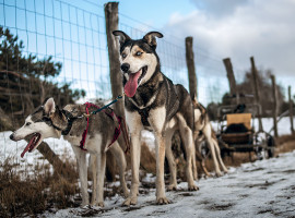 assets/images/activities/lauchhammer-husky-fahrt/bear__0021_Leithunde%20des%20Schlittenhundegespann%20-%20Scho%CC%88nower%20Heide-270x200x90.jpg