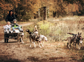 assets/images/activities/lauchhammer-husky-fahrt/bear__0045_DONA7849%20Kopie-270x200x90.jpg