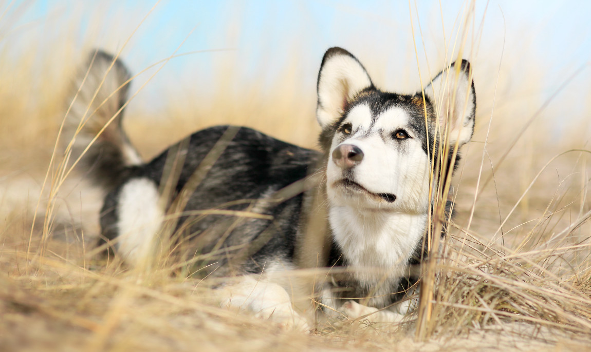 assets/images/activities/lauchhammer-husky-schnupperstunde/901A0494a-1150x686x90.jpg