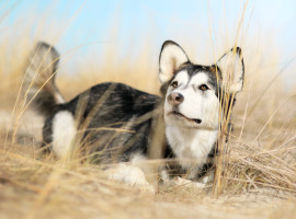 assets/images/activities/lauchhammer-husky-schnupperstunde/901A0494a-270x200x90.jpg