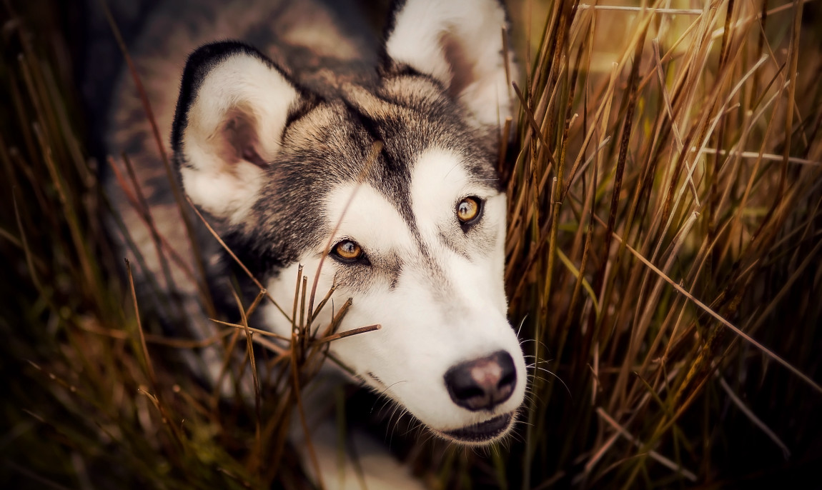 assets/images/activities/lauchhammer-husky-schnupperstunde/901A1395b-1150x686x90.jpg