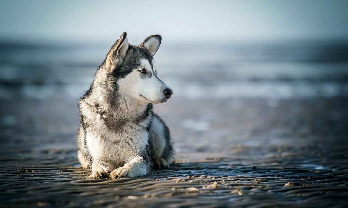 assets/images/activities/lauchhammer-husky-schnupperstunde/901A6110-1150x686x90.jpg