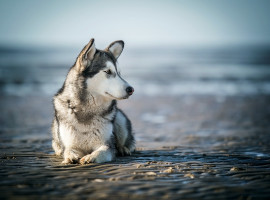 assets/images/activities/lauchhammer-husky-schnupperstunde/901A6110-270x200x90.jpg