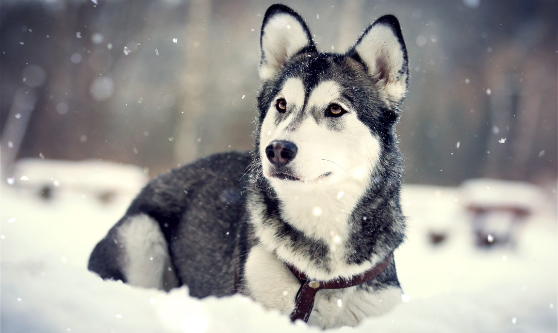 assets/images/activities/lauchhammer-husky-schnupperstunde/901A8728a-1150x686x90.jpg
