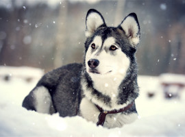 assets/images/activities/lauchhammer-husky-schnupperstunde/901A8728a-270x200x90.jpg