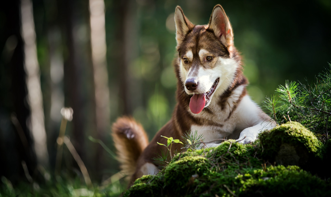 assets/images/activities/lauchhammer-husky-schnupperstunde/BB1A7261-1150x686x90.jpg