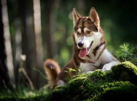 assets/images/activities/lauchhammer-husky-schnupperstunde/BB1A7261-270x200x90.jpg
