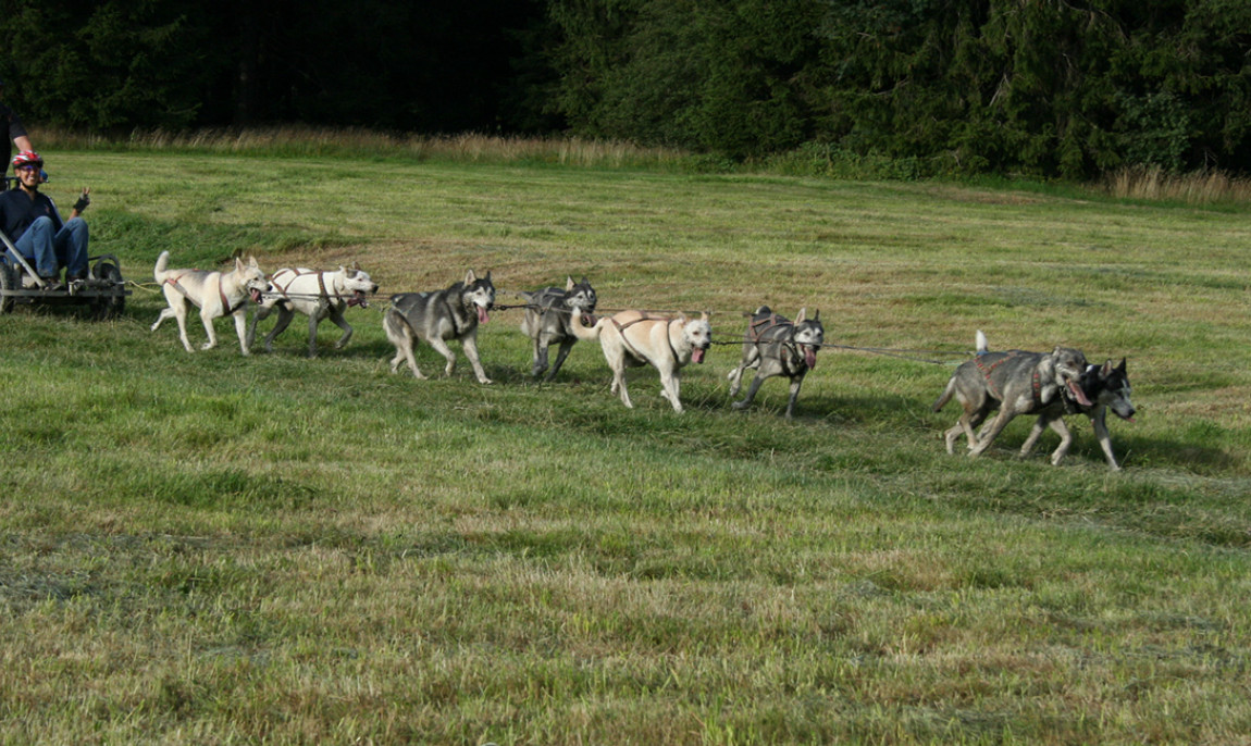 assets/images/activities/moedingen-husky-wochenende/1280_0004_IMG_1940-1150x686x90.jpg