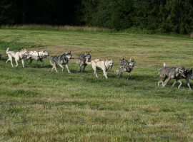 assets/images/activities/moedingen-husky-workshop/1280_0004_IMG_1940-270x200x90.jpg