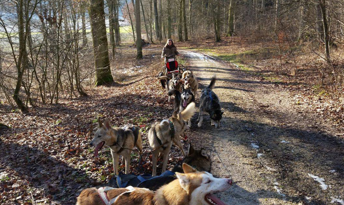 assets/images/activities/moedingen-schlittenhunde-fahrt/1280_0005_12591817_1080285531992056_242691959_o-1150x686x90.jpg