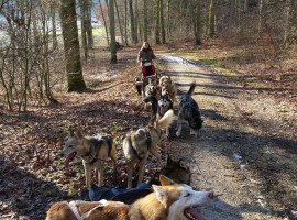 assets/images/activities/moedingen-schlittenhunde-fahrt/1280_0005_12591817_1080285531992056_242691959_o-270x200x90.jpg