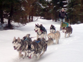 Schlittenhunde-Fahrt in Benneckenstein im Harz, Sachsen-Anhalt