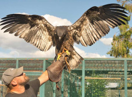 2 Std. Falkner-Erlebnis in Speyer-Spitzenrheinhof