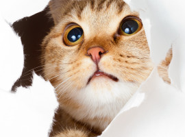 assets/images/activities/tier-fotoshooting-essen/1280_0001_Fotolia_33902265_Subscription_XXL-270x200x90.jpg