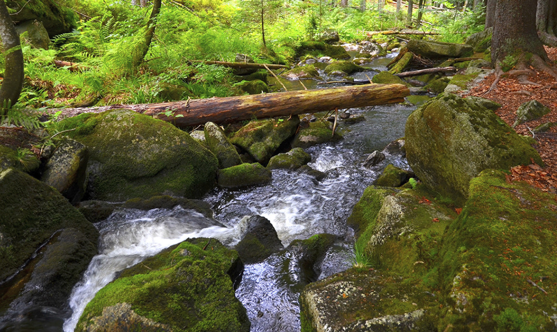 assets/images/activities/ueberleben-in-der-wildnis-bad-malente/1280_0005_Fotolia_60089375_Subscription_XXL-1150x686x90.jpg